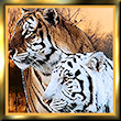 Avatar du membre