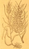 16 Le millet en 1581