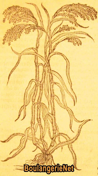 14 Le millet en 1581