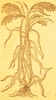 14 Le millet en 1581