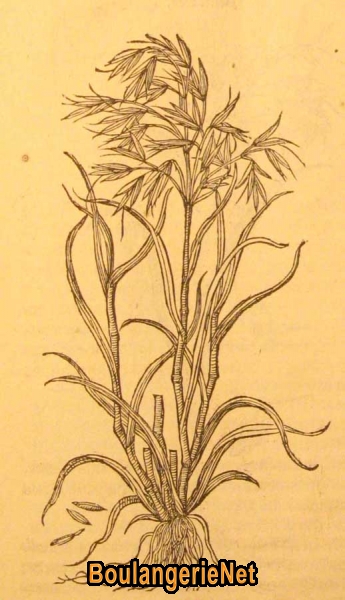 11 L'avoine en 1581