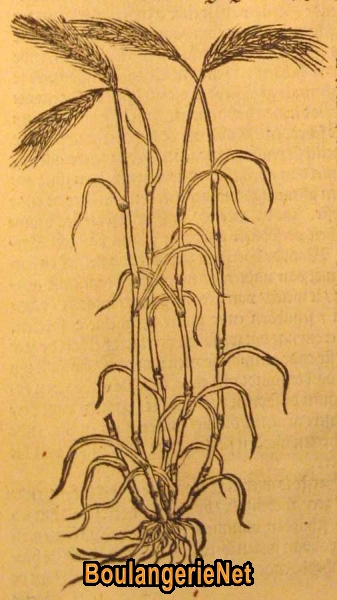 10 Le seigle en 1581