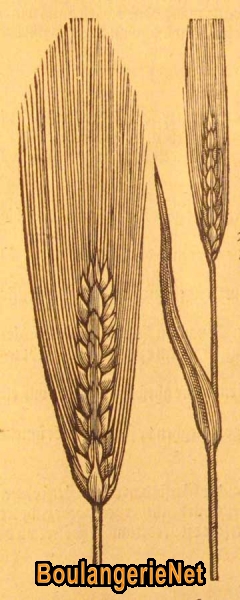 13 L'escourgeon (orge de printemps) en 1581