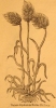 08 Le blé Loca en 1581