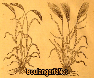 09 Les blés "raz" & "barbu" en 1581