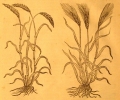 09 Les blés "raz" & "barbu" en 1581