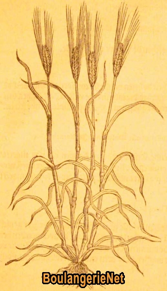 07 Le briza en 1581