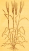 07 Le briza en 1581