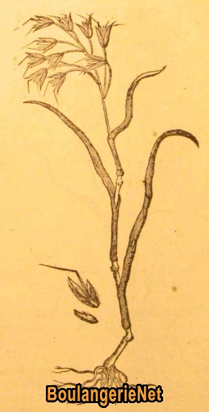 06 L'Aegilops en 1581