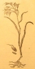 06 L'Aegilops en 1581