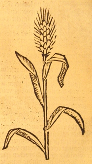 04 L'Hordeum (l'orge) en 1485