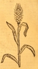 04 L'Hordeum (l'orge) en 1485