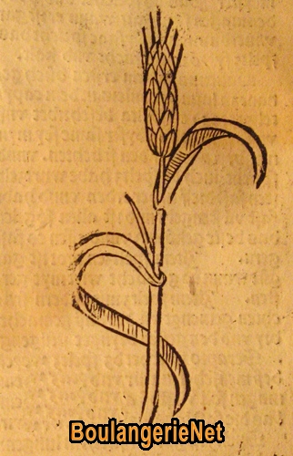 02 Le spelz - l'épeautre en 1485