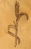 02 Le spelz - l'épeautre en 1485