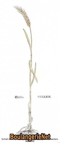 19. Froment dans Fuchs (1542)