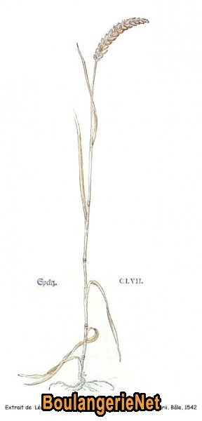 20. Epeautre dans Fuchs (1542)