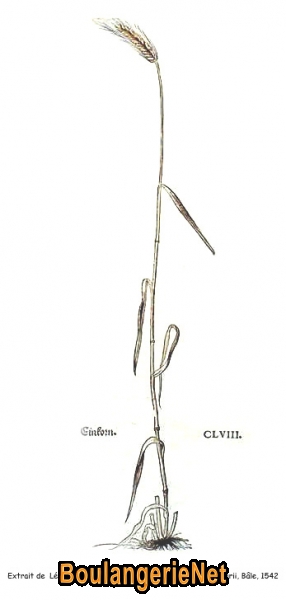21. Engrain dans Fuchs (1542)