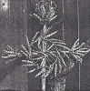 F006b